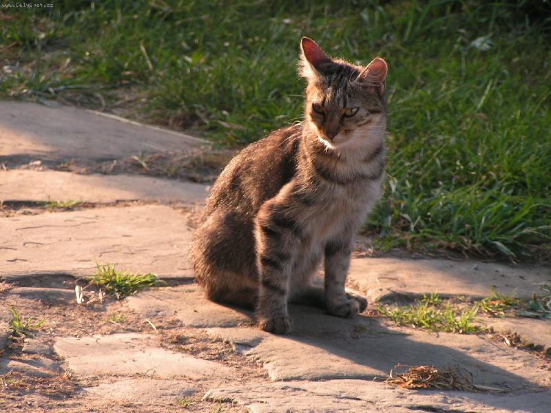 Foto: Ko�ka-Ko�i�ka