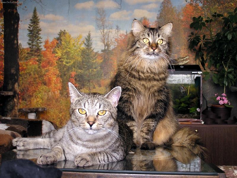 Foto: podrimn� pohoda-Tim��ek a Mik��ek