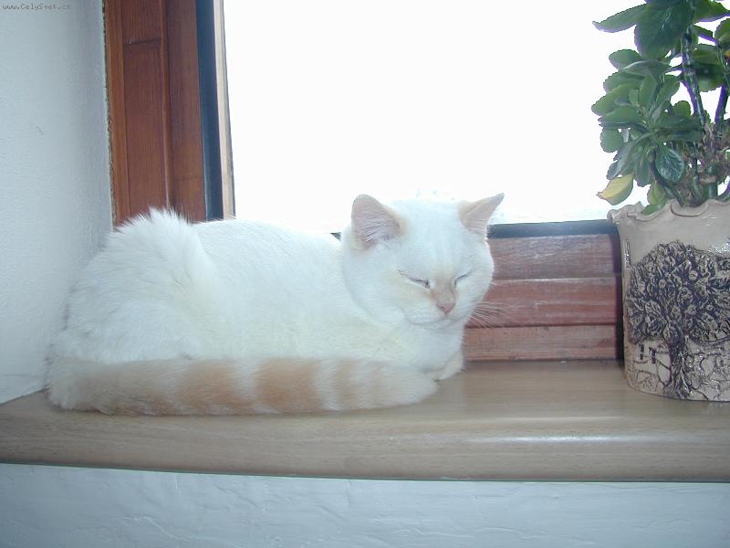 Foto: Na okn� le�ela ko�ka...