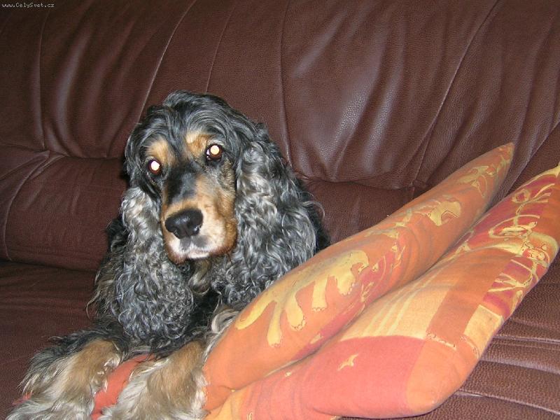 Foto: Sendy odpociva