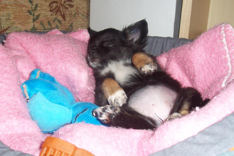 Foto: Siesta-Mia spink�