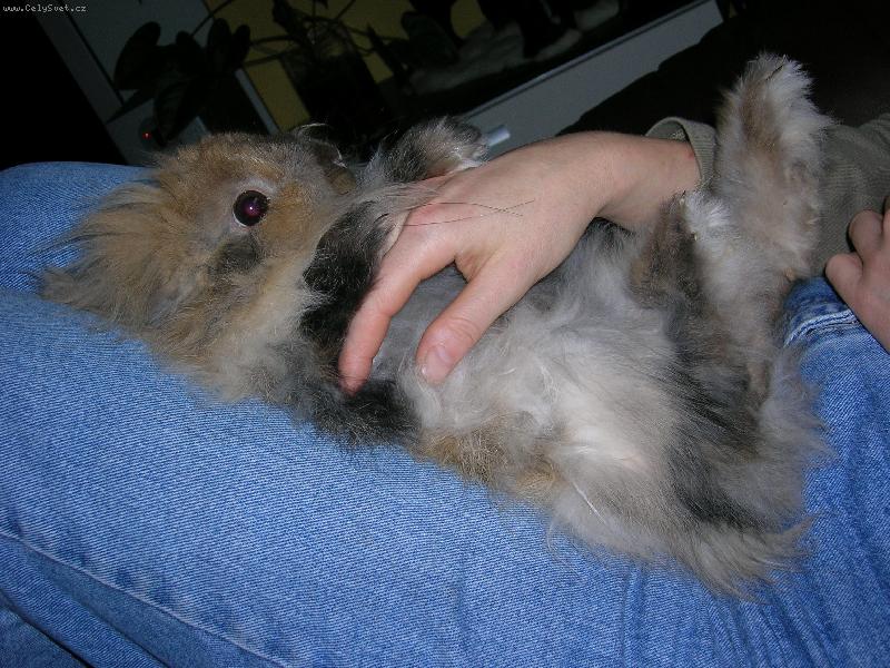 Foto: Jerry-to je zuzo