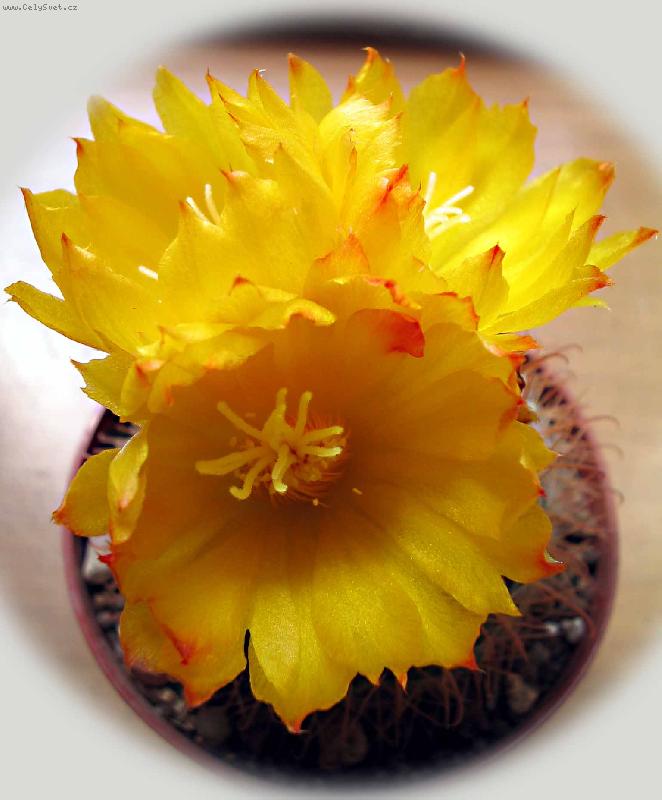 Foto: na�e nejmilej��:-)-�lut� krasavec