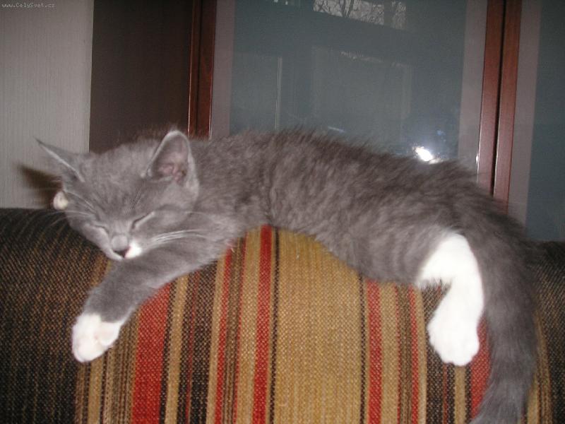 Foto: kocurik-tkato spavamna operadle..dost nebezpecne..este ze mam pazuriky..