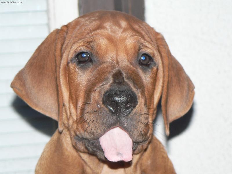 Foto: Unav�nek!-Ch.st.Diamant severu