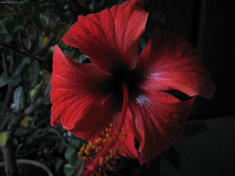 Foto: Tajemn� kr�sa