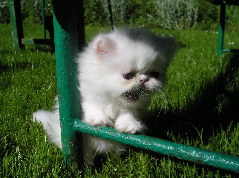 Foto: Jsem také šelmička-bílé kotě v trávě