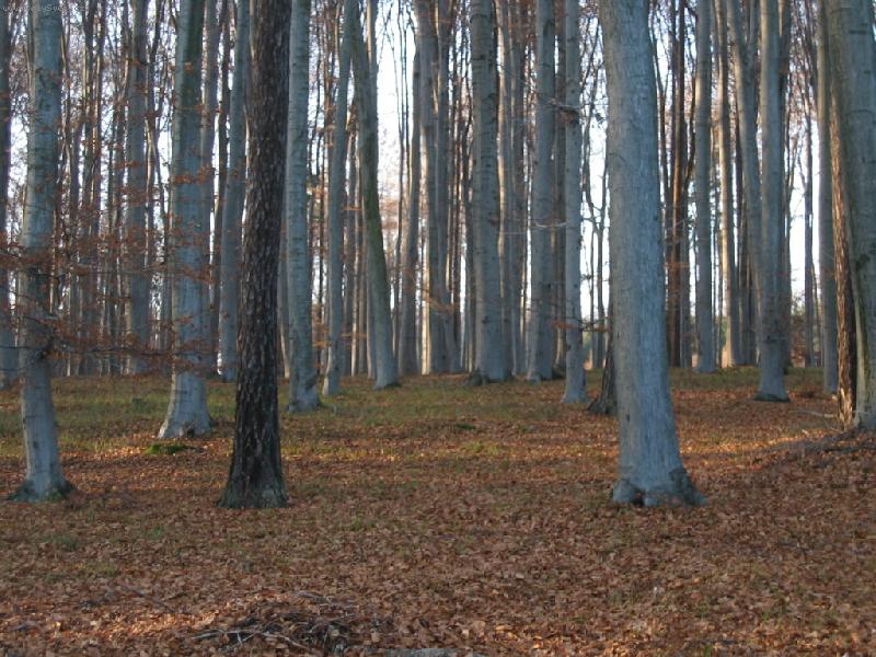 Foto: les na konci listopadu...