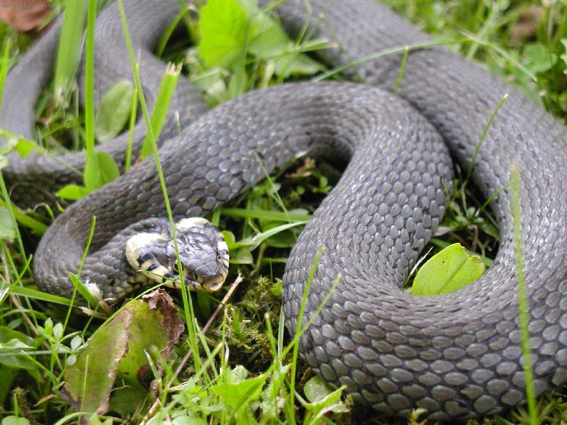 Foto: P�ekvapen�