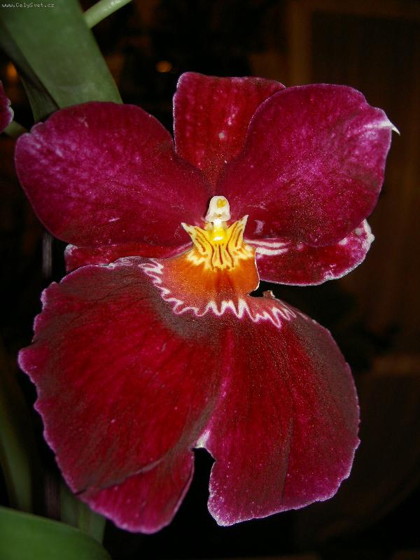 Foto: orchidej