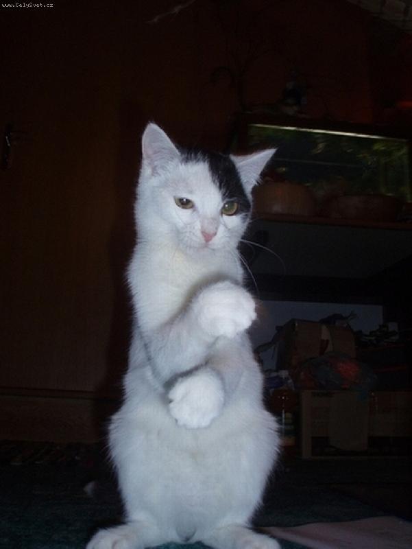 Foto: Meleme meleme k�vu-Pampal�n