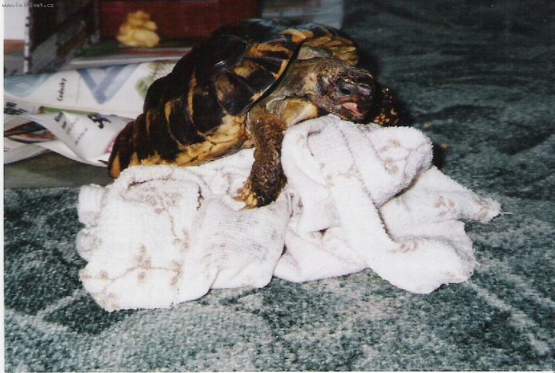 Foto: Z toho mal� nebudou!!!!!-Jule�ek s jeho milou :)