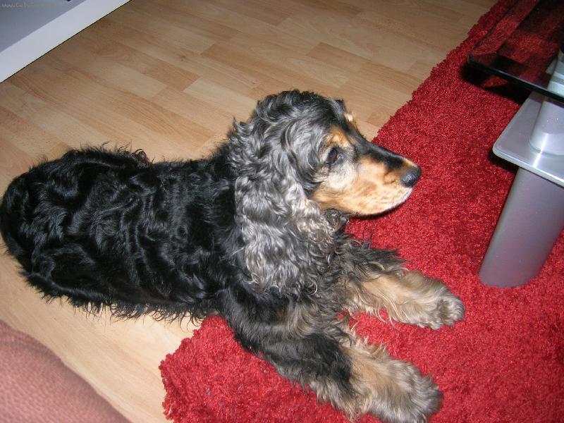 Foto: Sandy-Madam na cervenem koberci