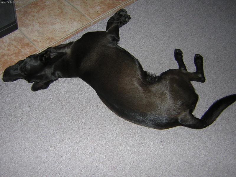 Foto: Pohodi�ka,ale ta hlava se mi tam n�jak nevejde-Na�e Dastynka op�t le�� v obejv�ku