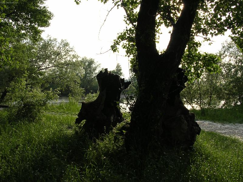 Foto: Řeč stromů