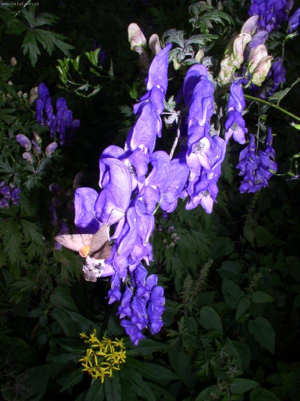 Foto: om�j na Sejfsk�m potoce