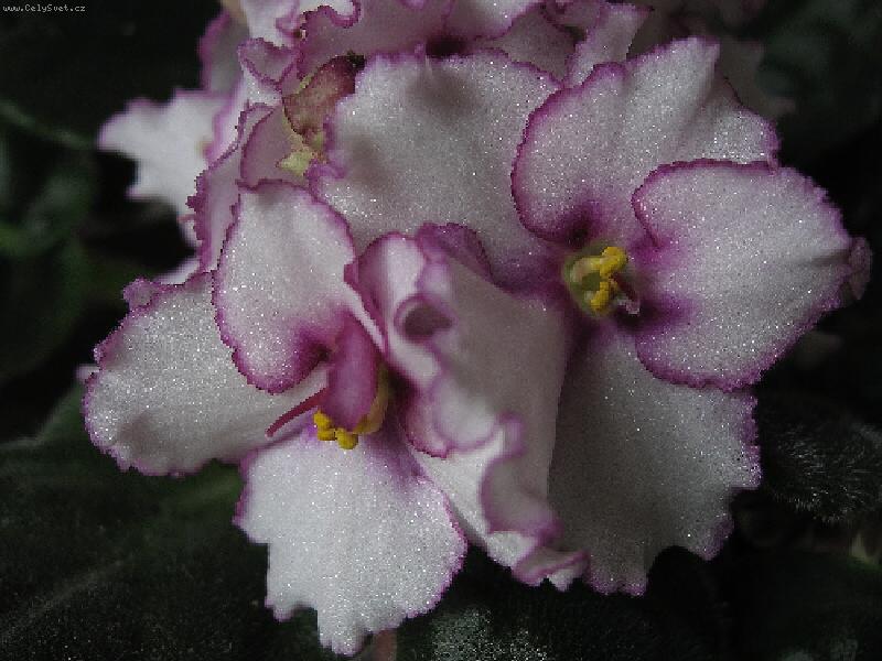 Foto: Jen t�i barvy-Canon a530