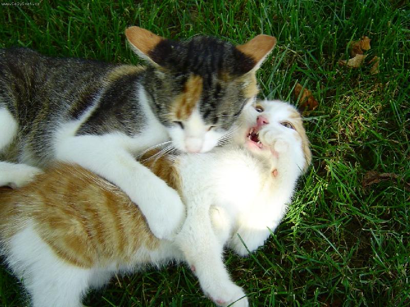 Foto: zakousnu t�!-na�e ko�ky si jen hr�li:D