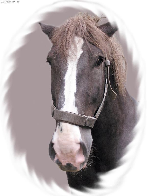 Foto: Kuba-portr�t