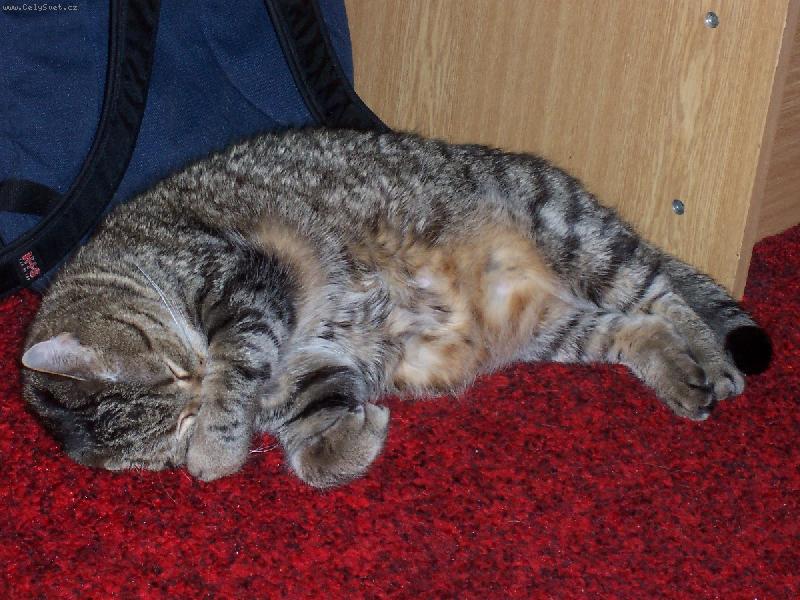 Foto: Co to tu smrd�?