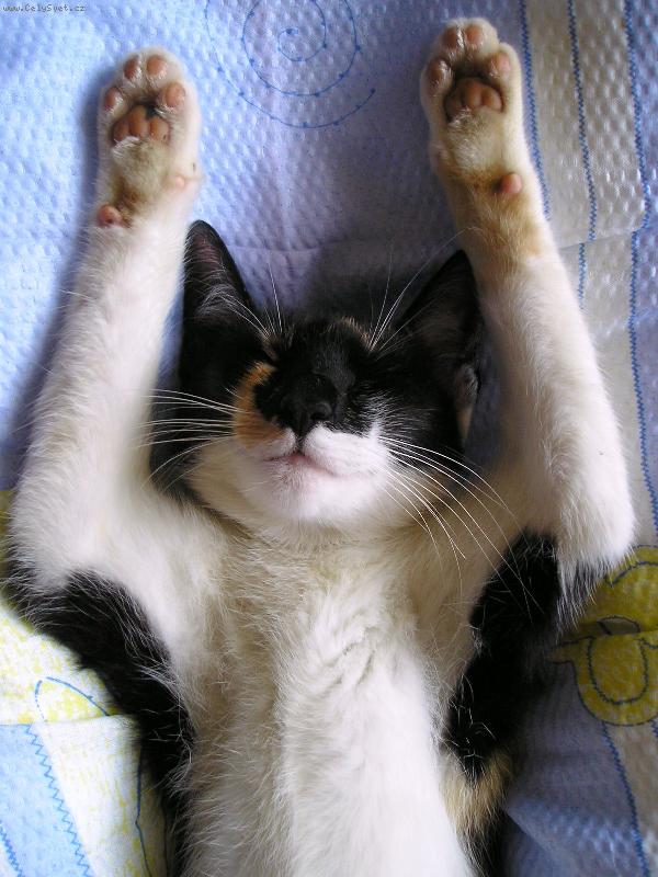 Foto: no prost� veget:o)