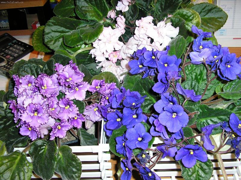 Foto: Takhle mi vykvetly-africk� fialky