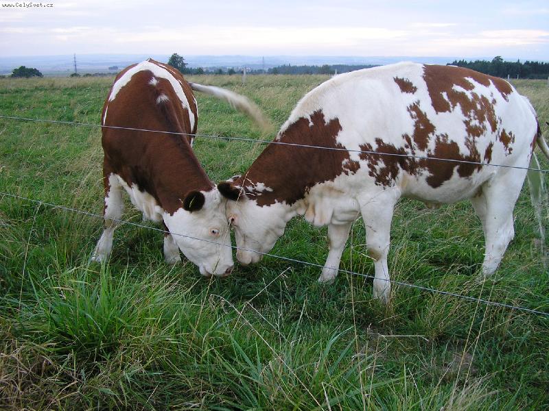 Foto: U� jste to sly�ela?-Asi budou znova volby!