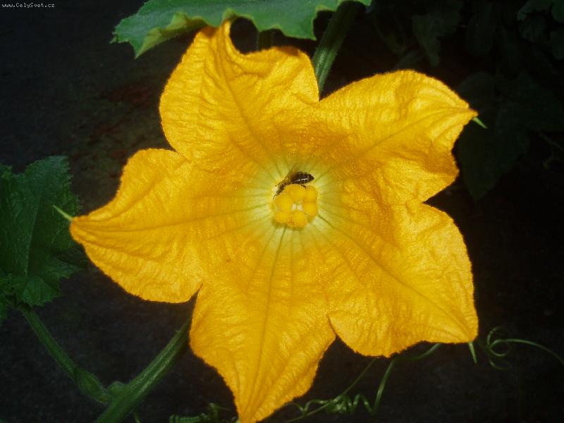 Foto: kv�t d�n�-i se v�eli�kou