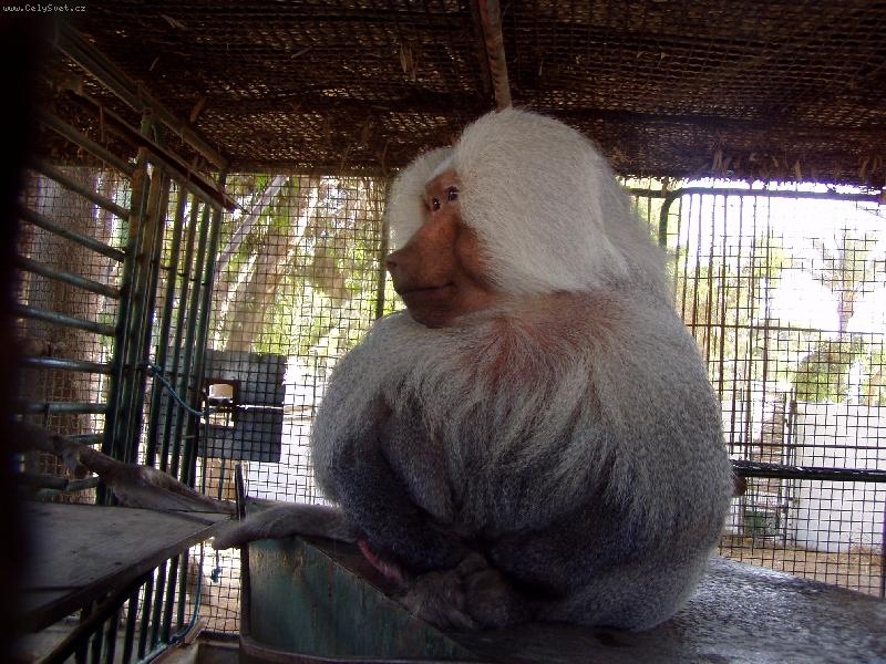 Foto: Africk� opice-z Tuniska