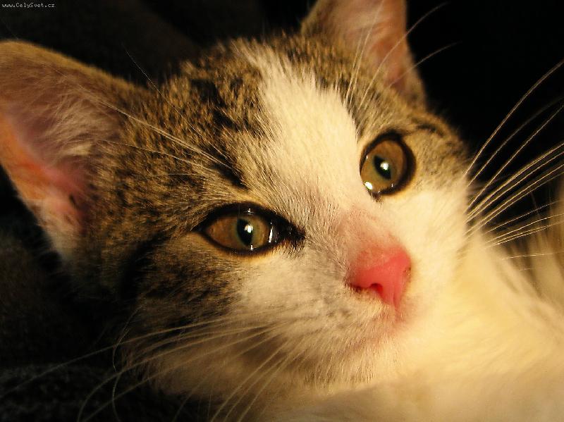 Foto: na�e kot�-detail