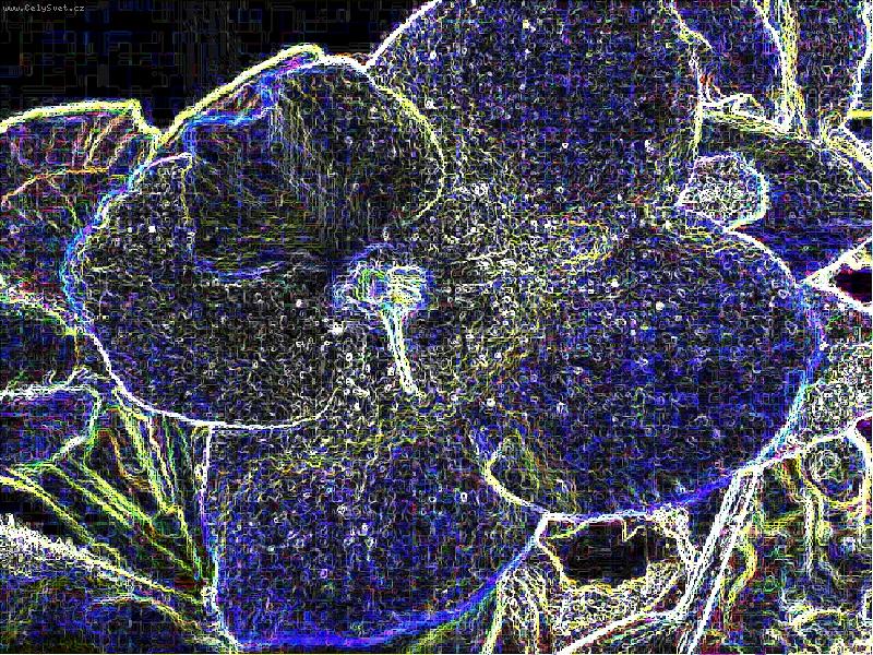 Foto: Abstrakce-Fotomont� Africk� fialky