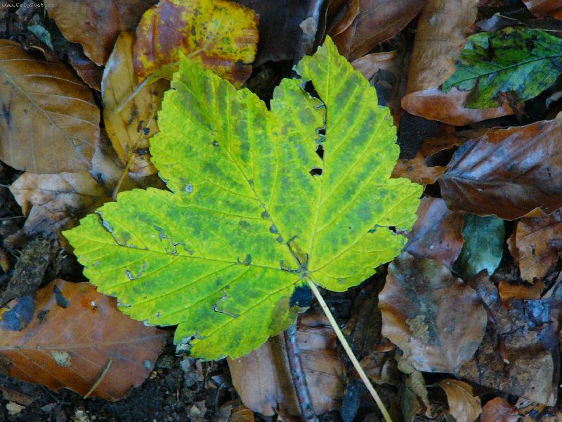Foto: kouzlo podzimu