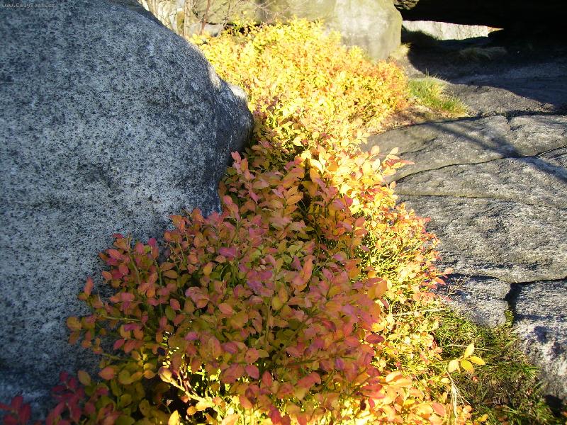 Foto: zlat� bor�v��