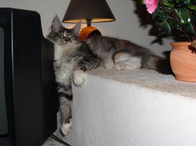 Foto: ve�ern� �nava