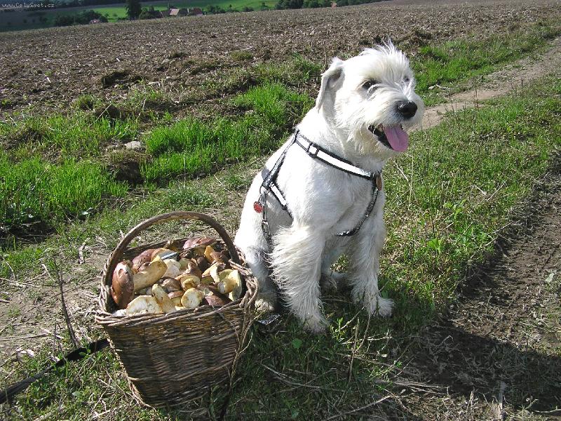 Foto: N� Ald��ek-11ti let� mal� kn�r��ek