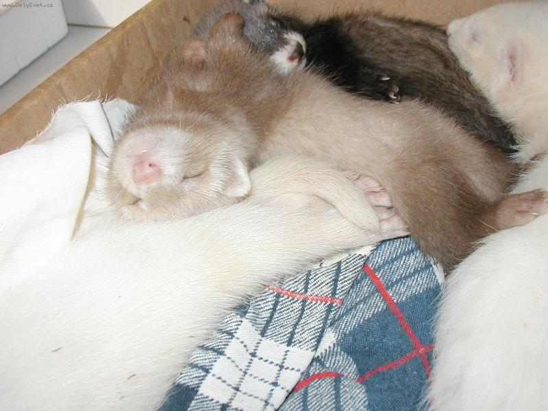 Foto: Chrupeme....-Takhle sp� fretky!