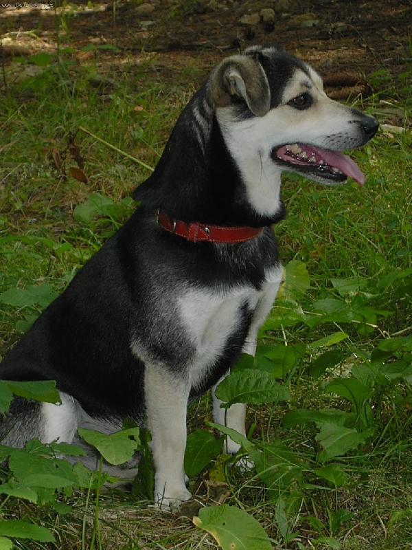 Foto: Bro�inek-Brok na pasece