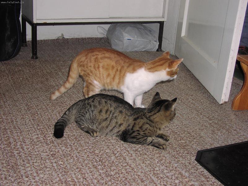 Foto: Kdo to asi jde?