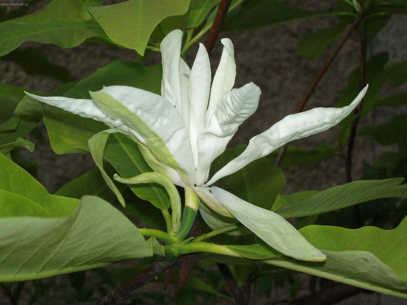 Foto: květ magnólie-květ magnólie
