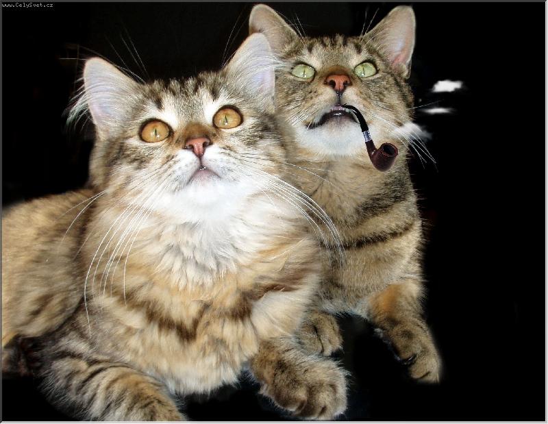 Foto: trysk�� a vokurka