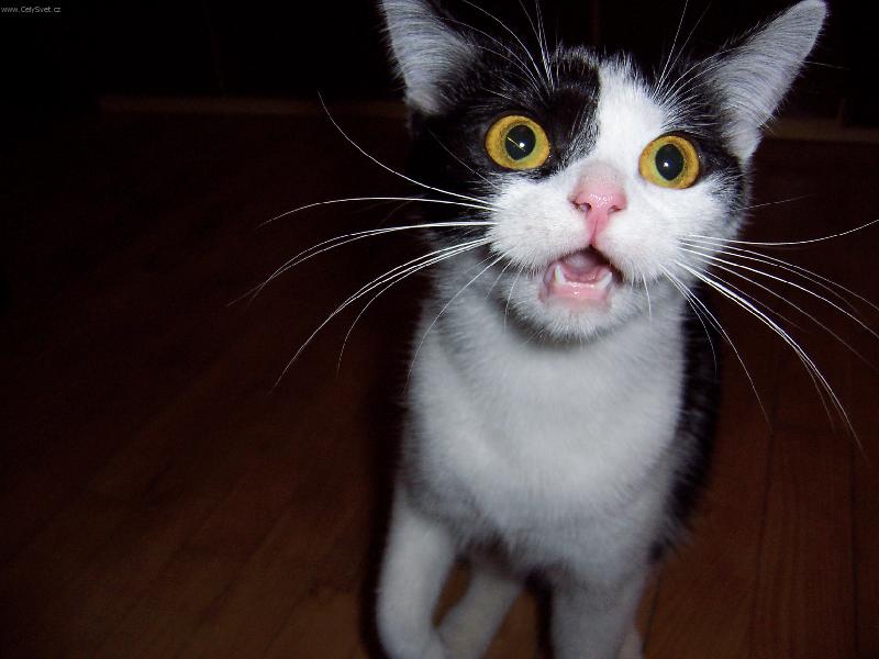 Foto: Dorotka-hysterická kočička :-)