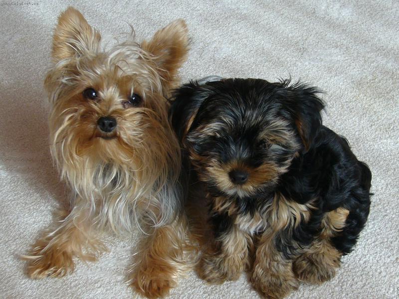 Foto: Ar�i a Ellie