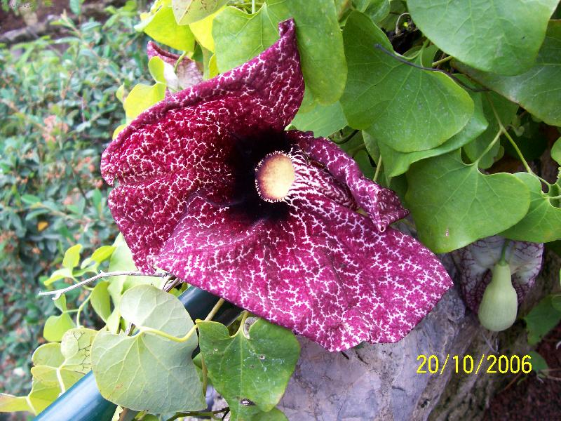 Foto: Aristolochia gigantea- Vlkovec-Vlkovec v parku u Oce�nografick�ho muzea v Monaku