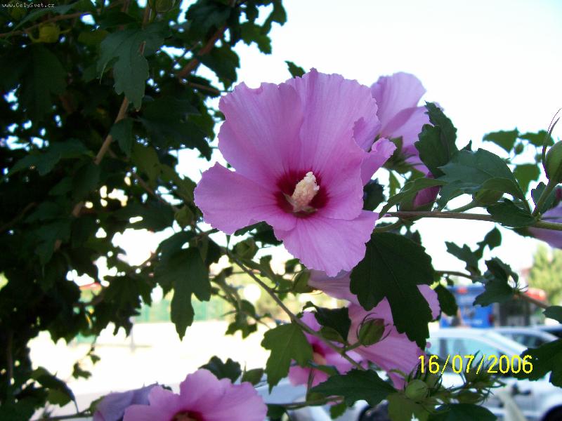 Foto: Ibi�ek-Ibi�ek na ulici v ��m�