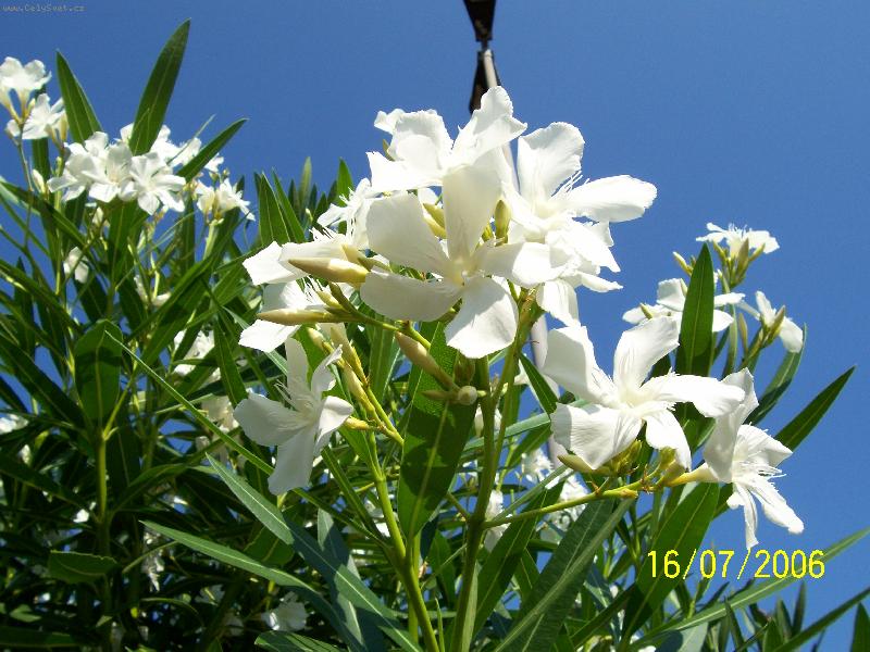 Foto: Oleandr-Kontrast b�l� a modr� barvy