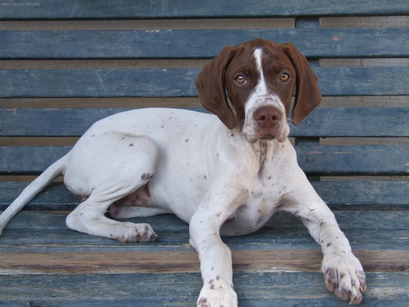 English Pointer Puppy Dog pointerpups English pointer dog