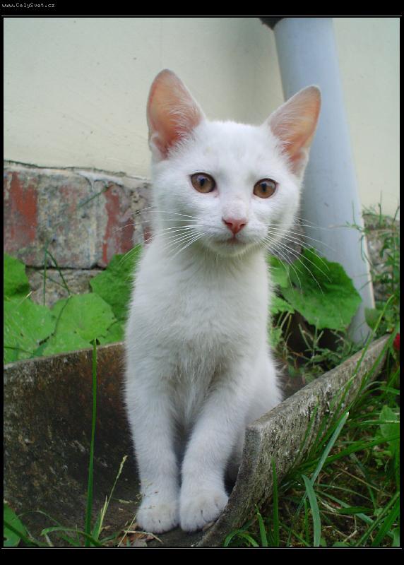 Foto: Lv��ek repete