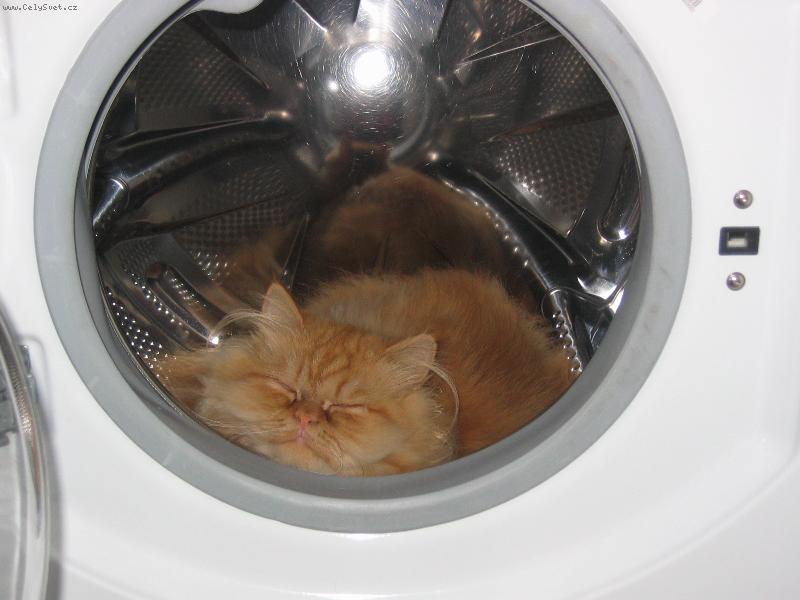 Foto: Tady je to nejlep��!!!-N� nejv�t�� mazl��ek ko�i�ka Twiggy