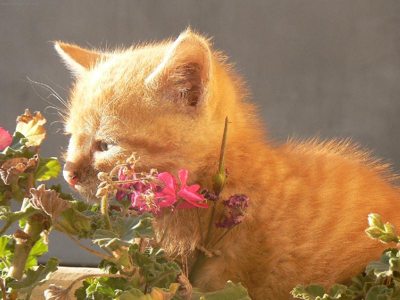 Foto: V��a kvetov