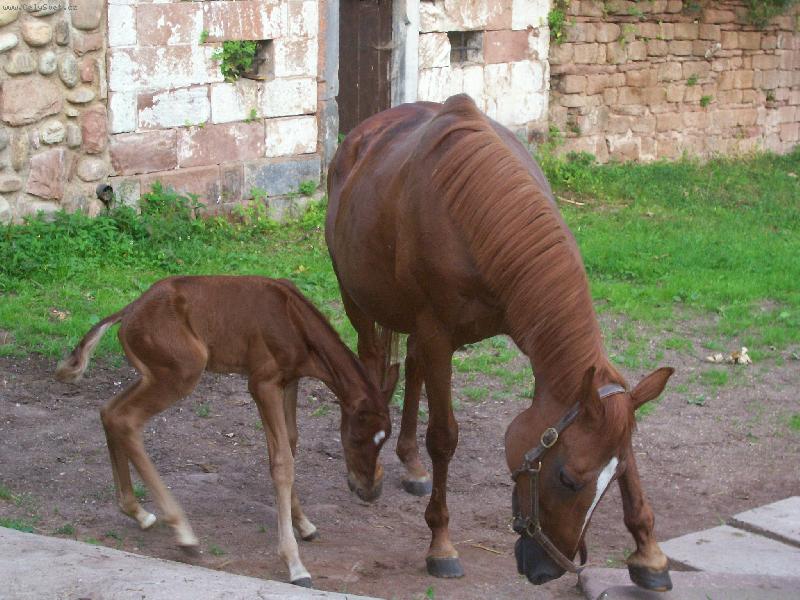 Foto: Alcatras..-2.den na sv�t�